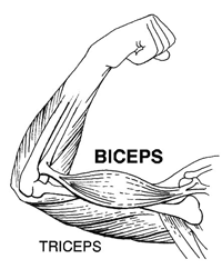 Biceps
