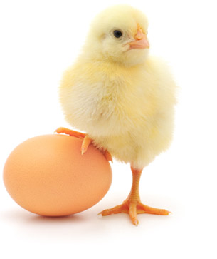 chicken-egg