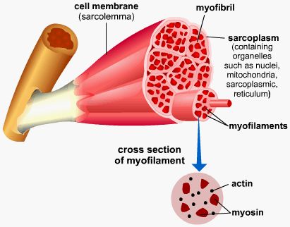 myofibril_o_sarkoplasma